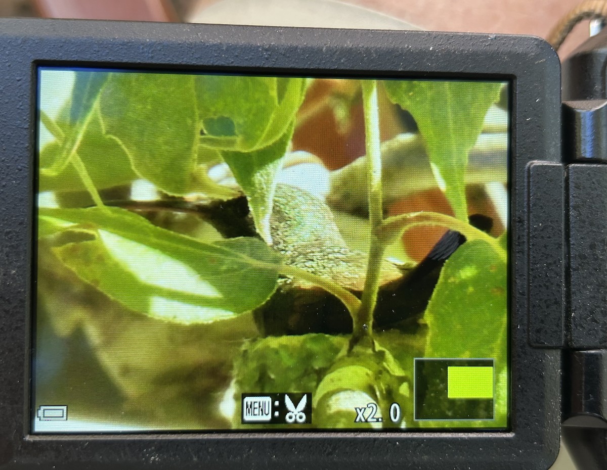 Berylline Hummingbird - ML639971284