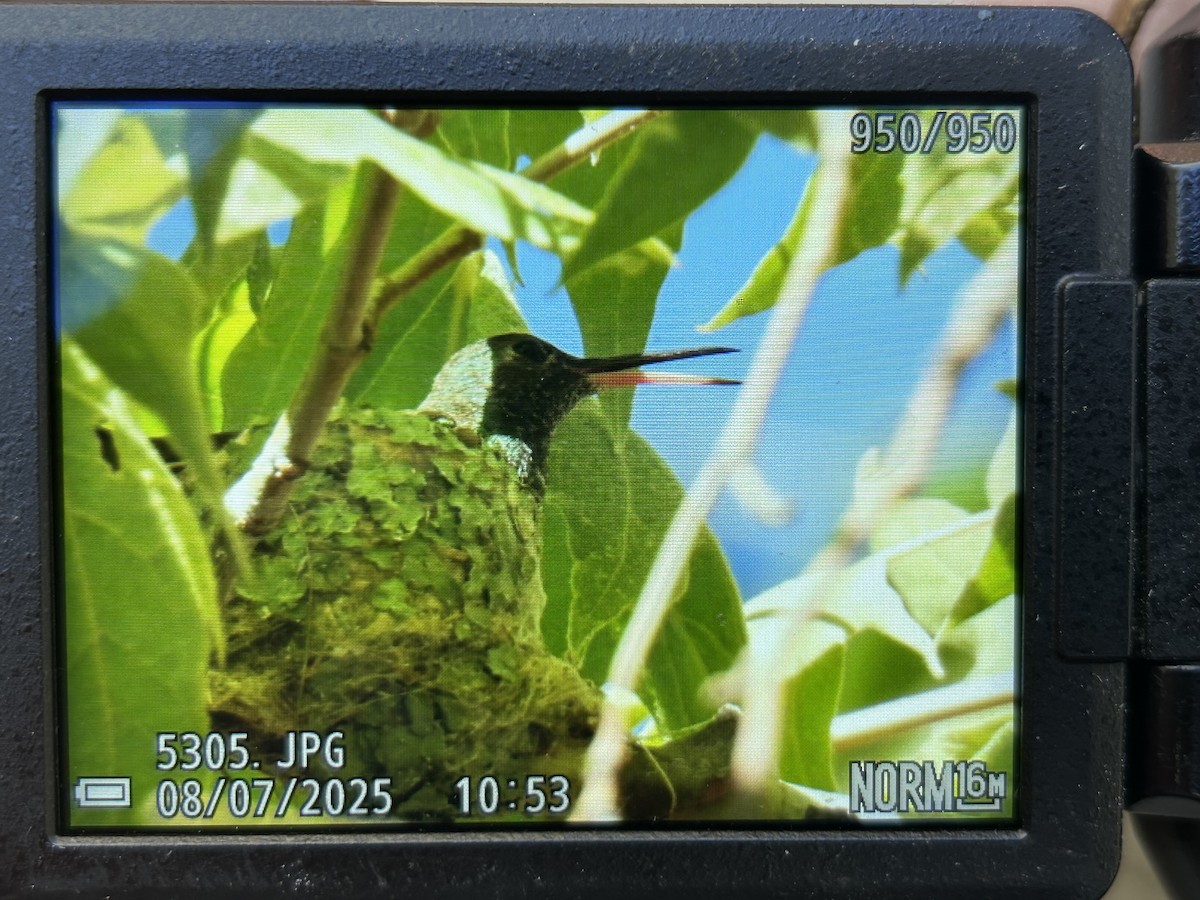 Berylline Hummingbird - ML639971285