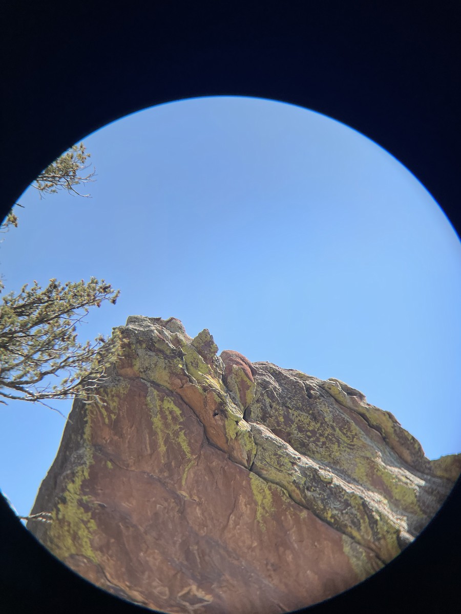 Canyon Wren - ML639971297