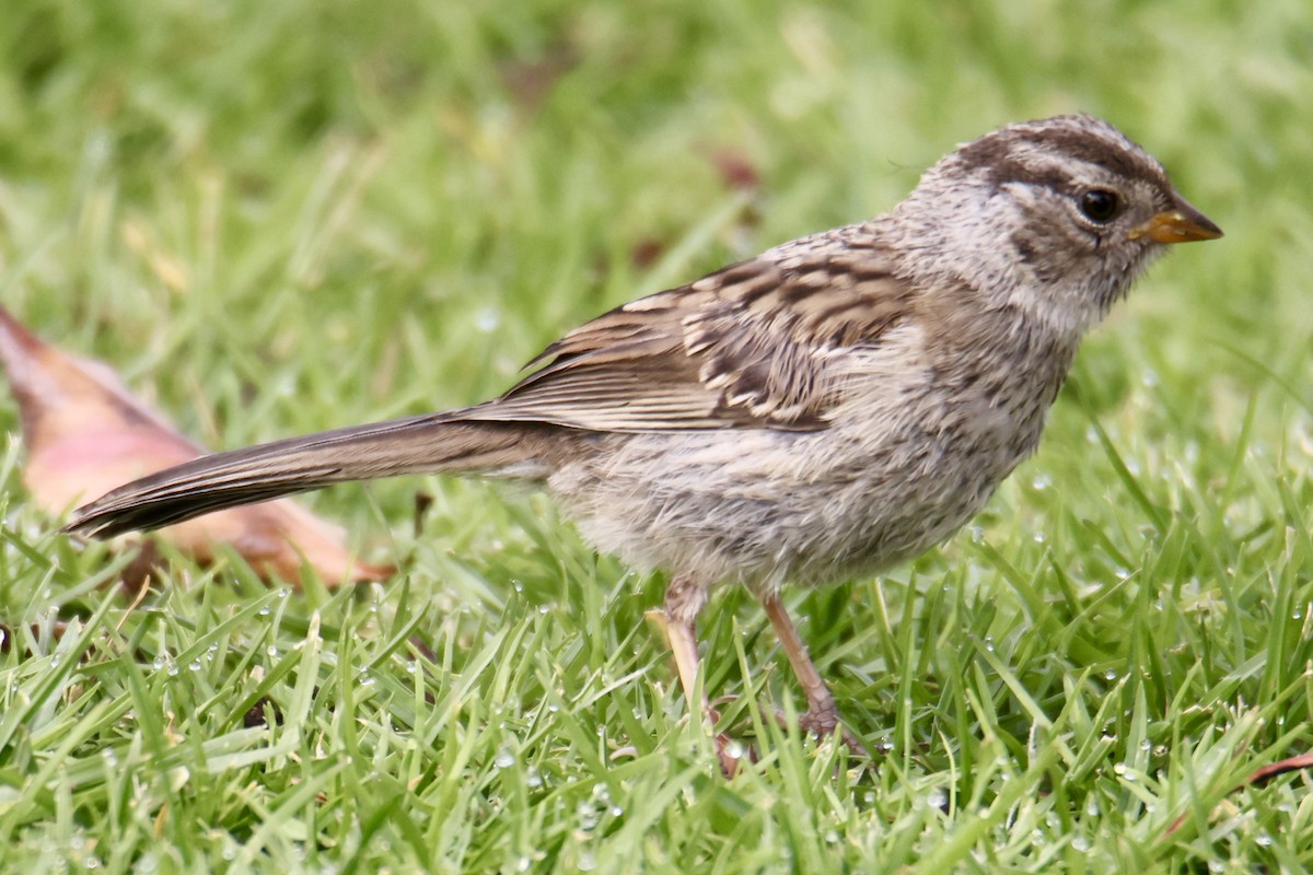 White-crowned Sparrow - ML639971320