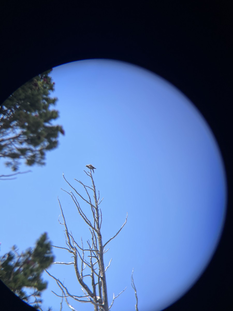 Townsend's Solitaire - ML639971321