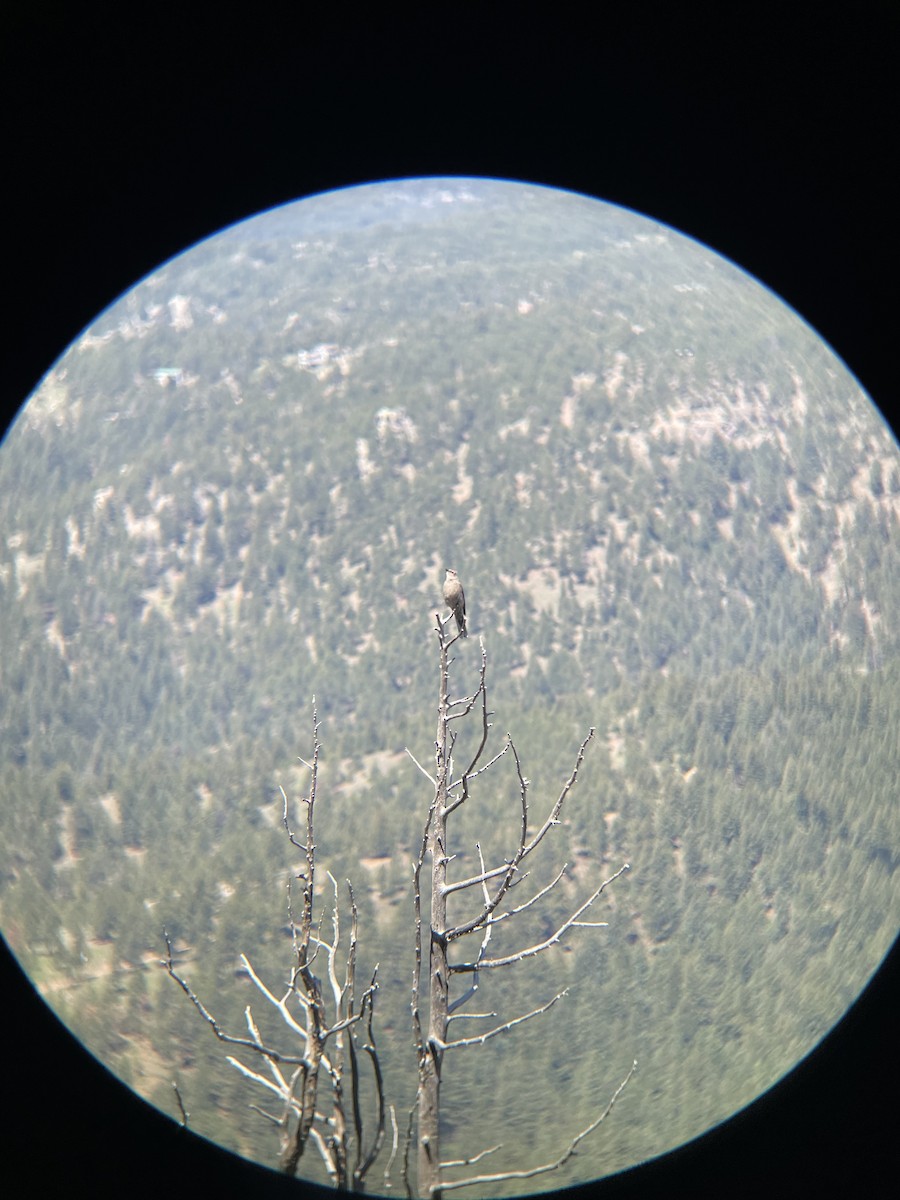 Townsend's Solitaire - ML639971322