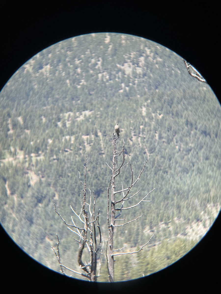 Townsend's Solitaire - ML639971323