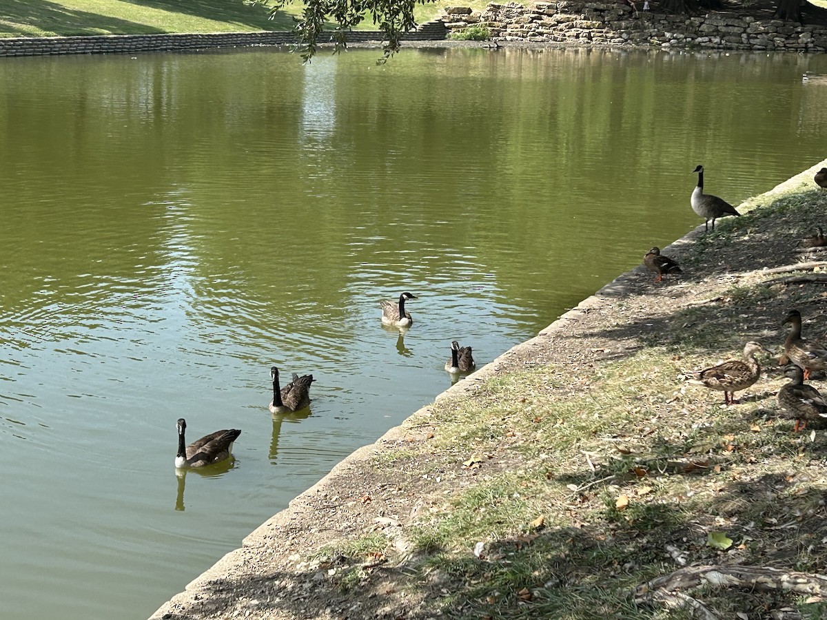 Canada Goose (moffitti/maxima) - ML639971460