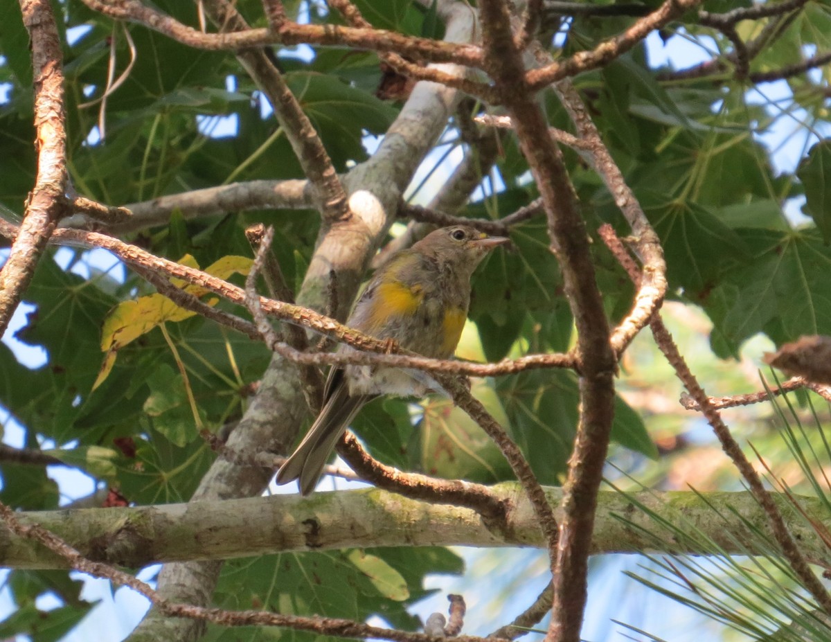 Pine Warbler - ML639971567
