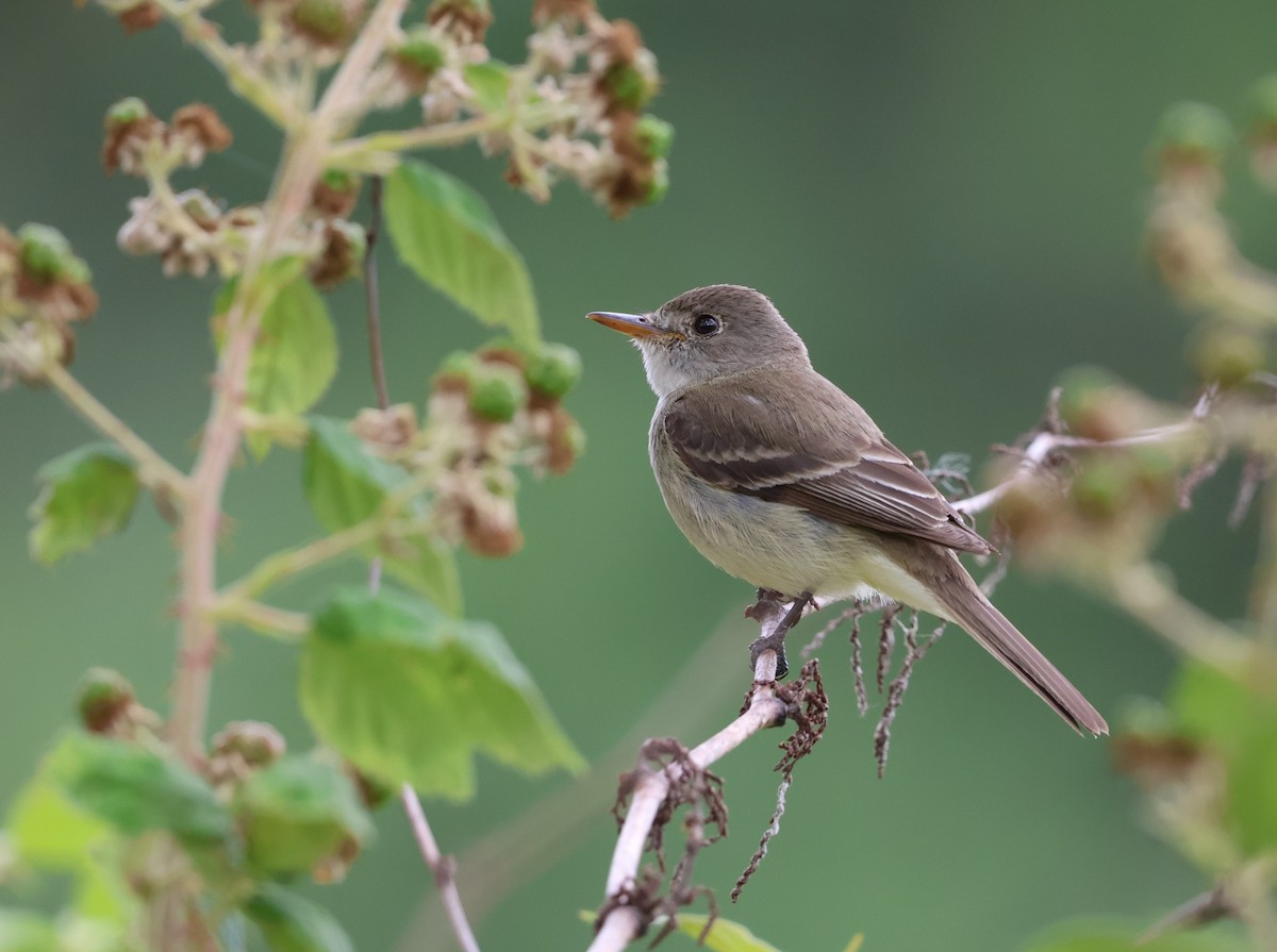 Willow Flycatcher - ML639971577