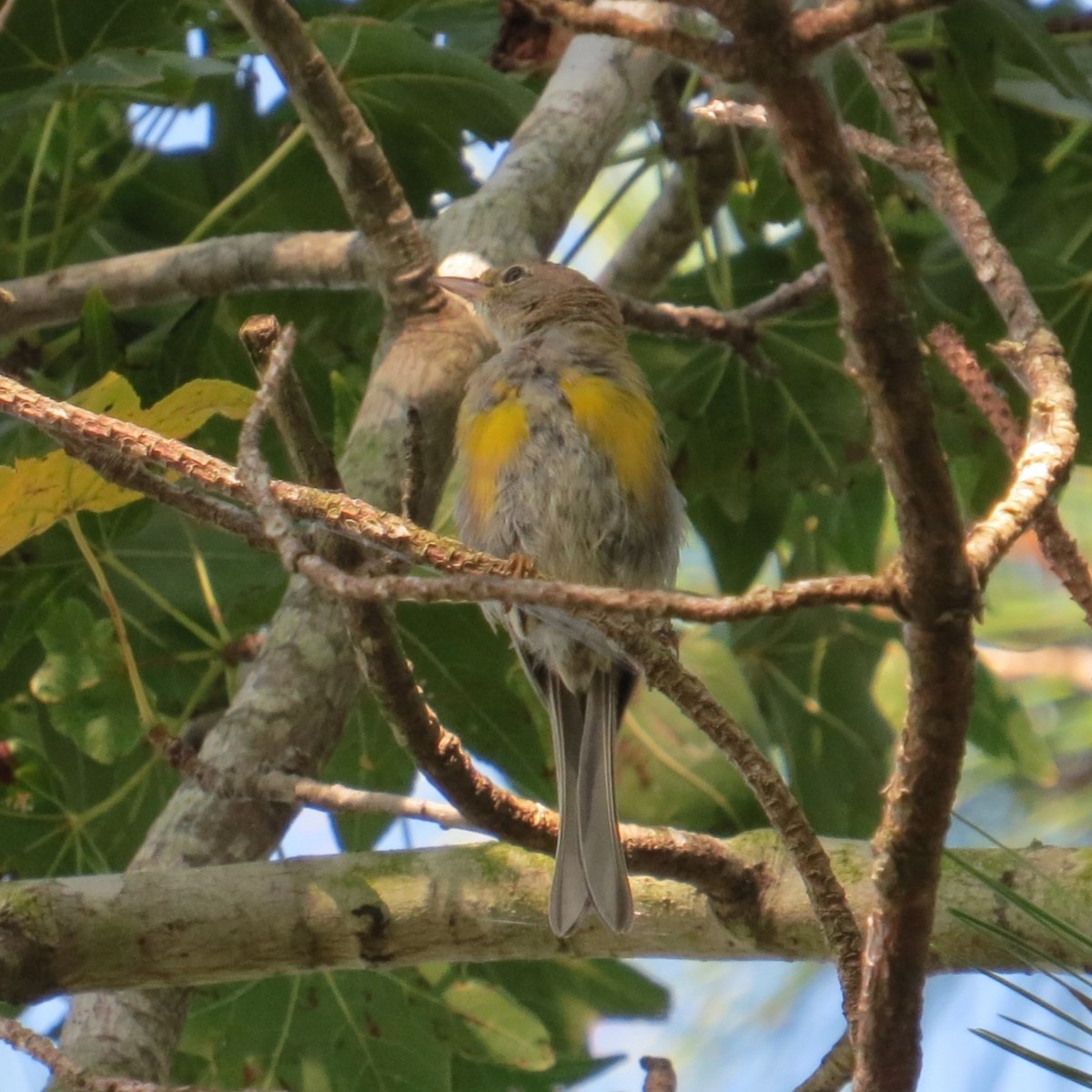 Pine Warbler - ML639971582