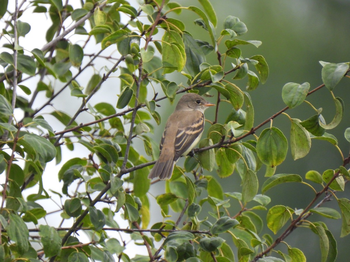Willow Flycatcher - ML639971600