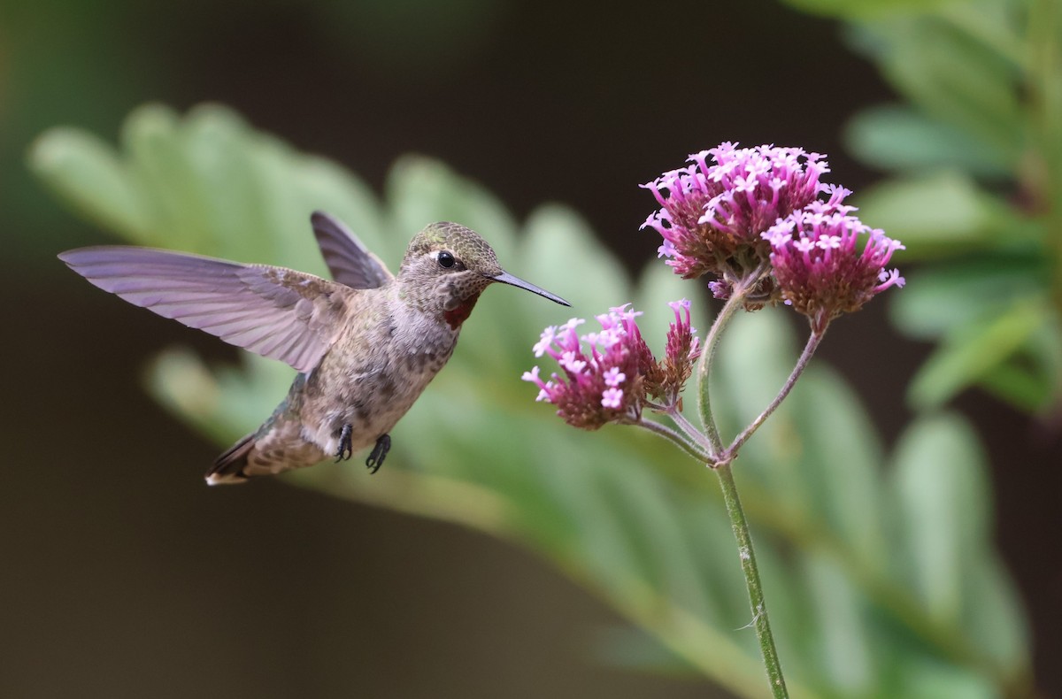 Anna's Hummingbird - ML639971677
