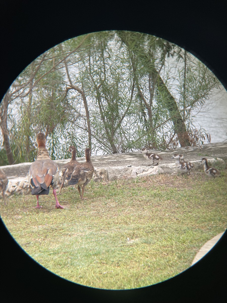Egyptian Goose - ML639971712