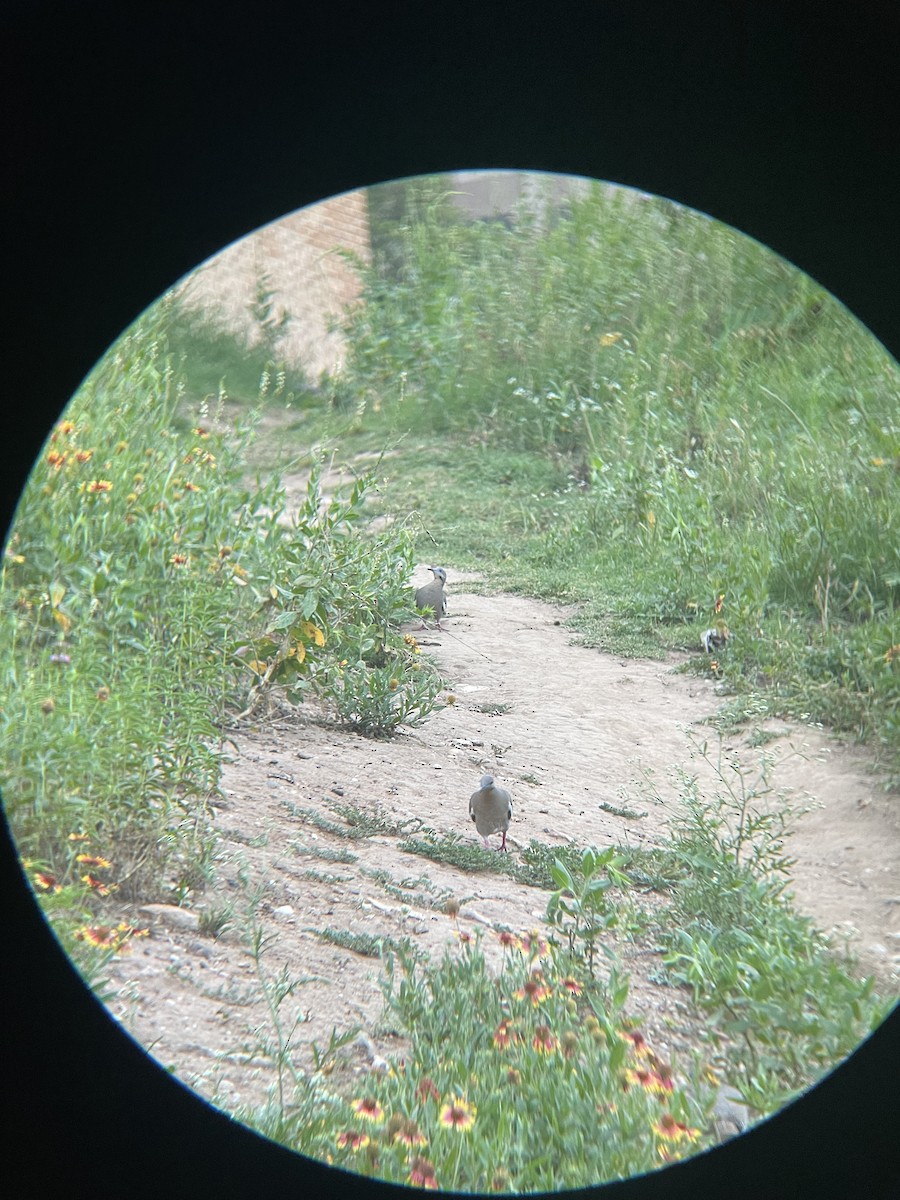 White-winged Dove - ML639971720