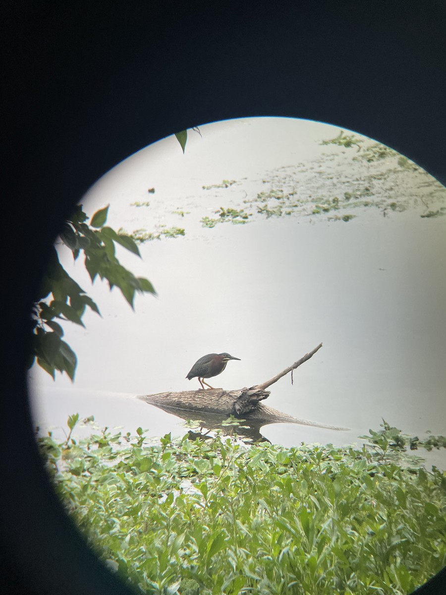 Green Heron - ML639971725