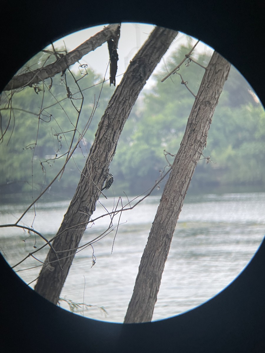 Downy Woodpecker - ML639971734