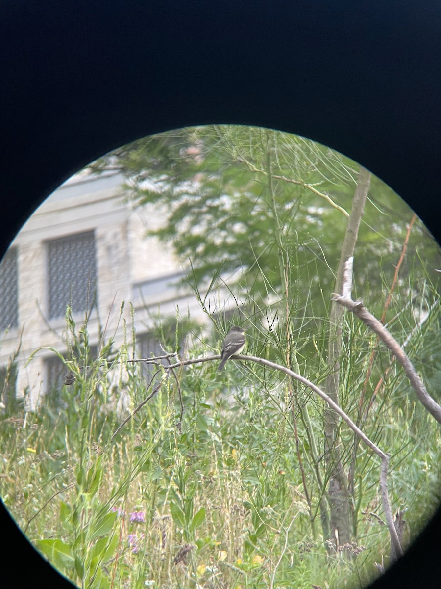 Least Flycatcher - ML639971751