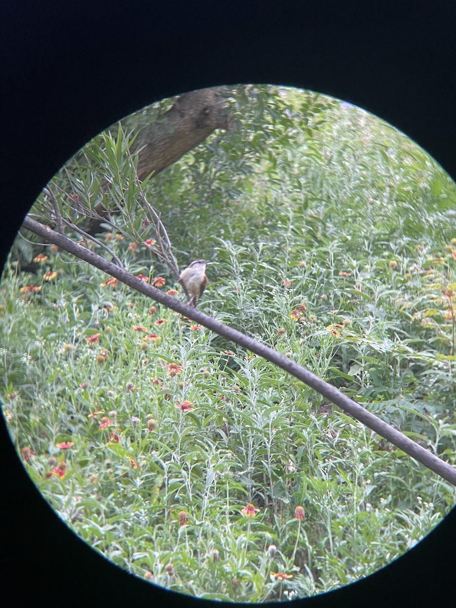 Carolina Wren - ML639971758