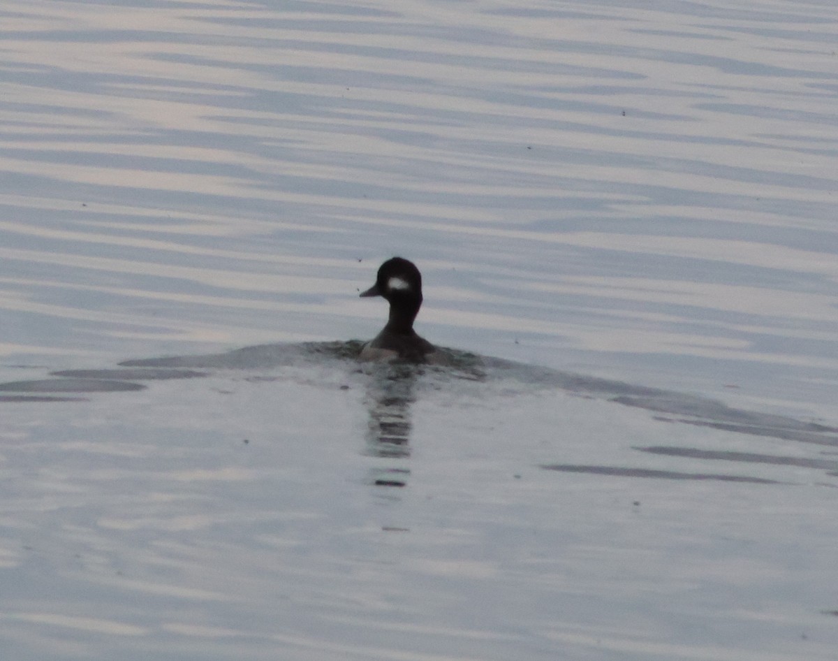 Bufflehead - ML639971764