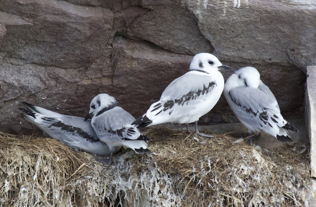 Black-legged Kittiwake - ML639971807