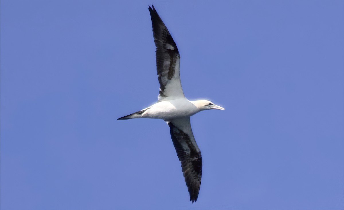 Northern Gannet - ML639971819