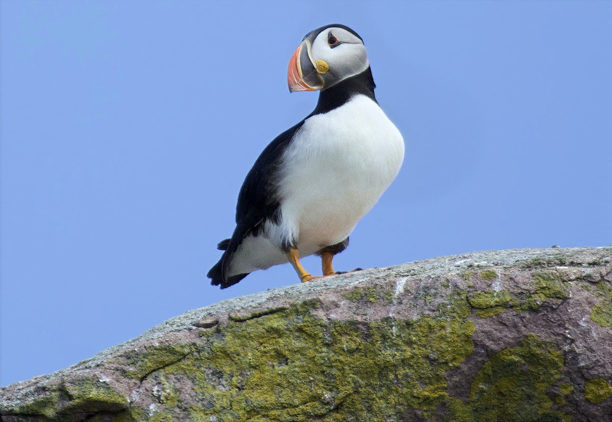 Atlantic Puffin - ML639971836