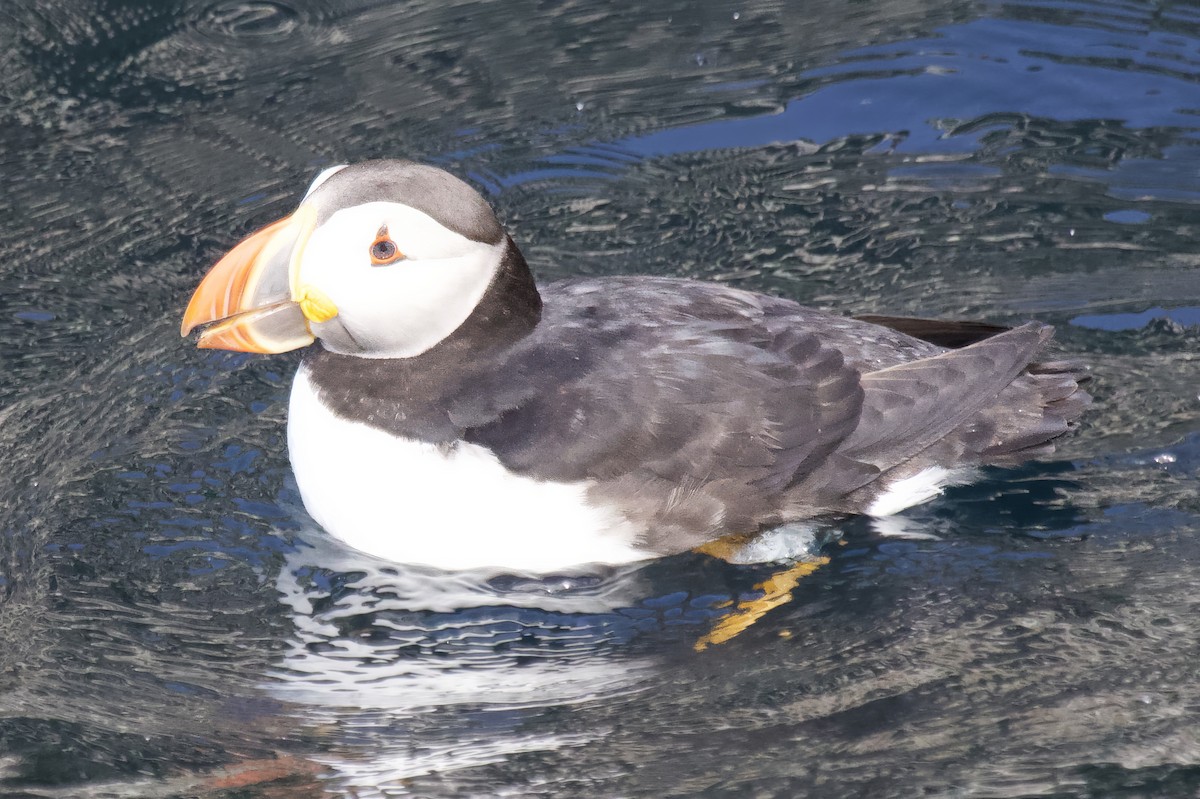 Atlantic Puffin - ML639971837