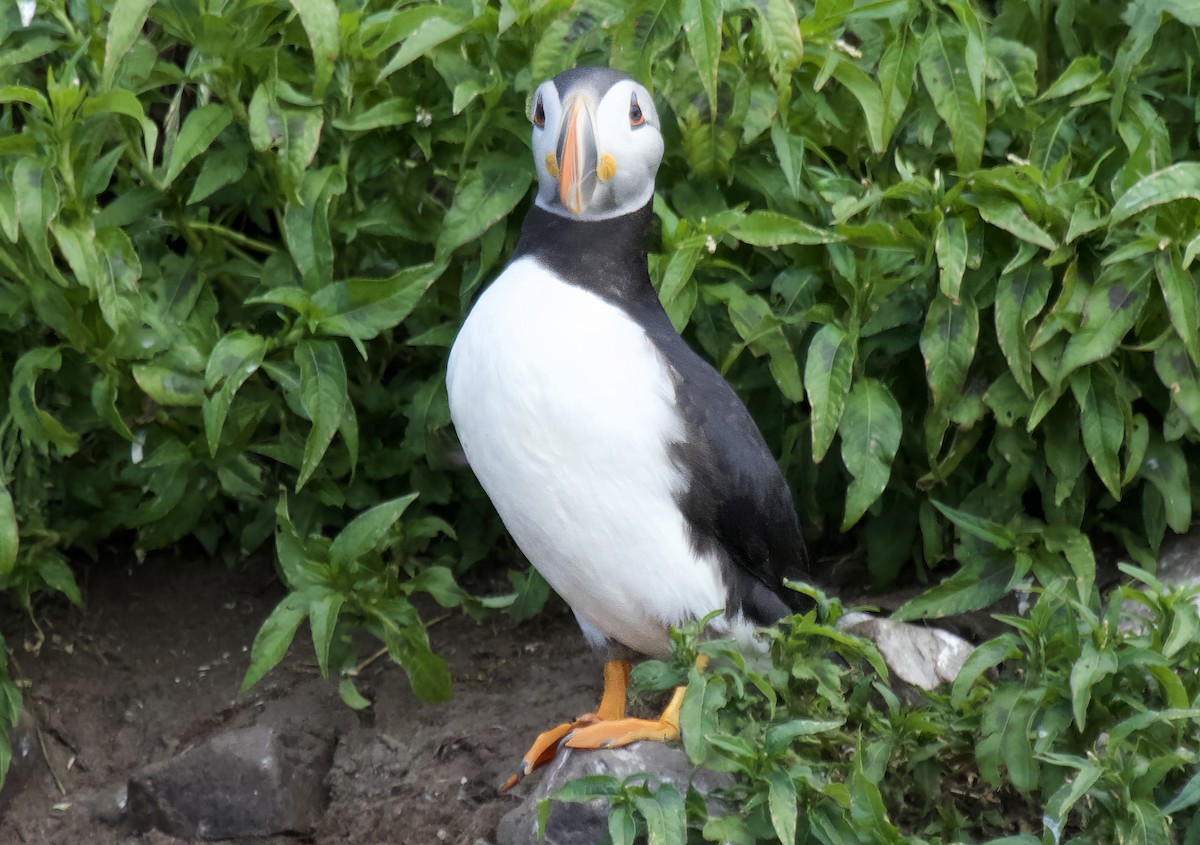 Atlantic Puffin - ML639971838
