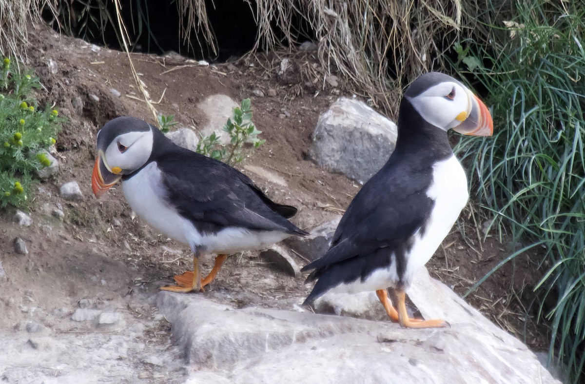 Atlantic Puffin - ML639971839