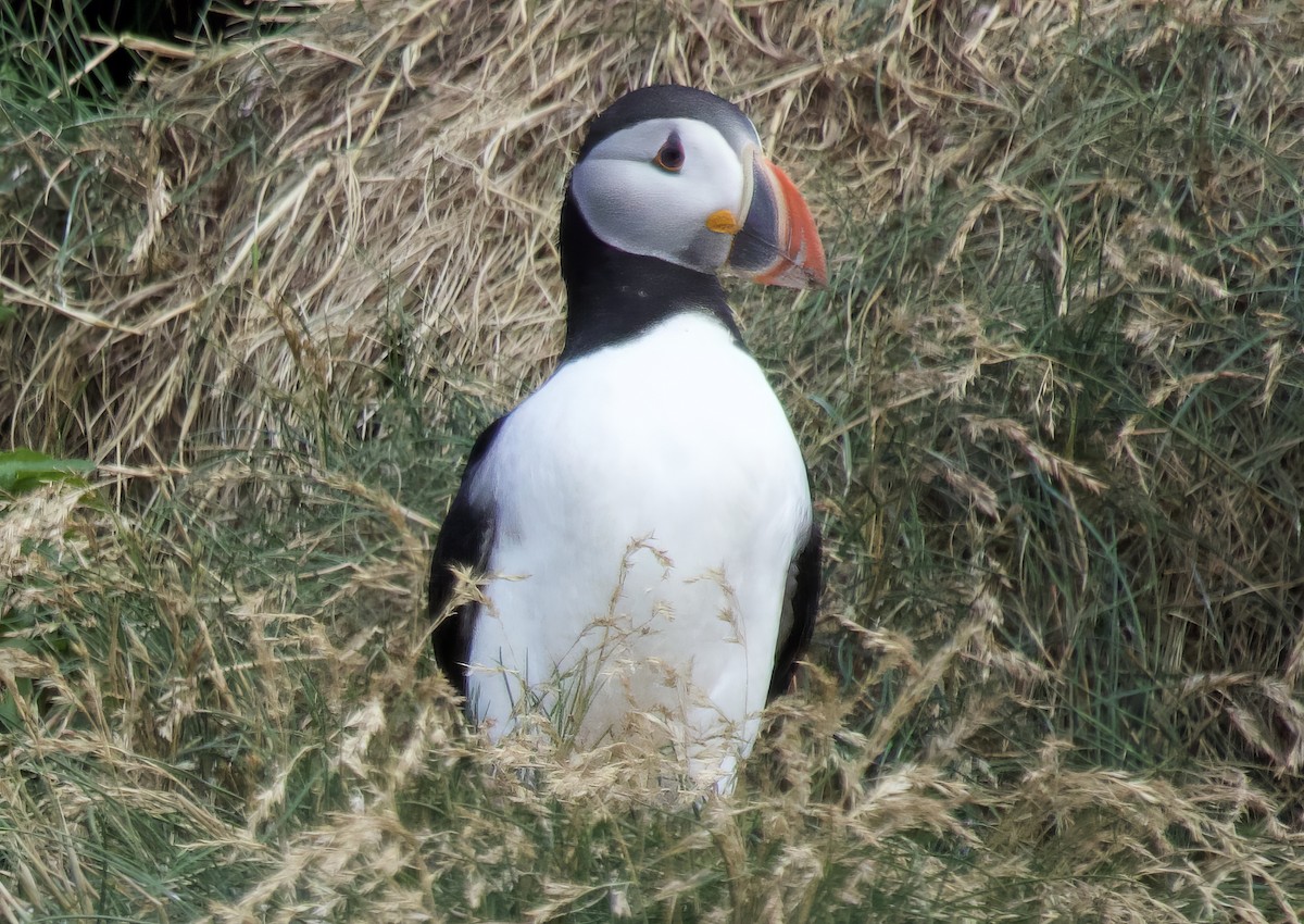 Atlantic Puffin - ML639971840