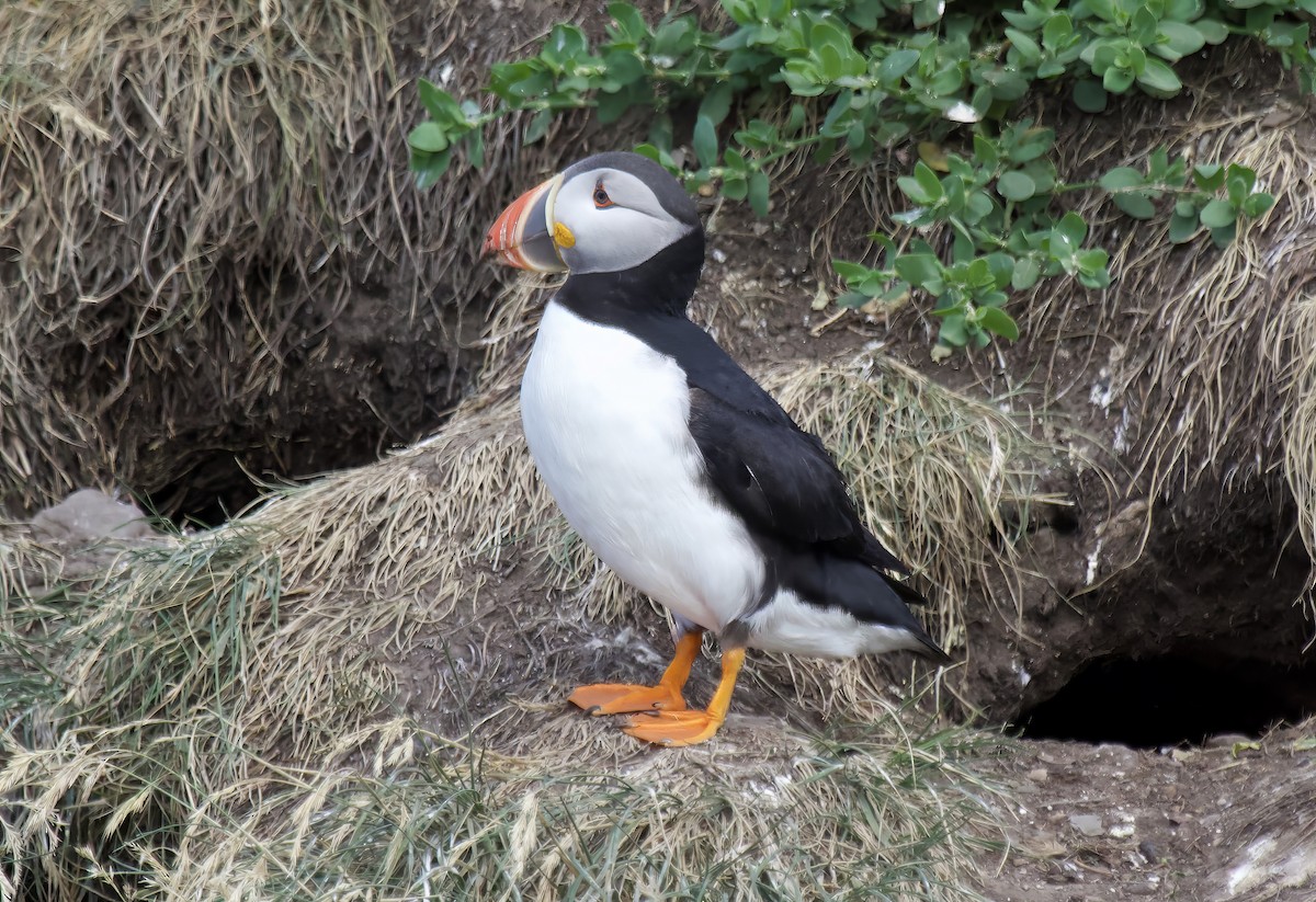 Atlantic Puffin - ML639971841