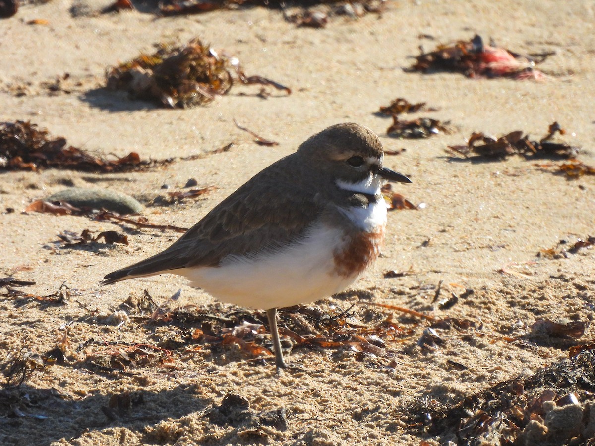 Double-banded Plover - ML639971850
