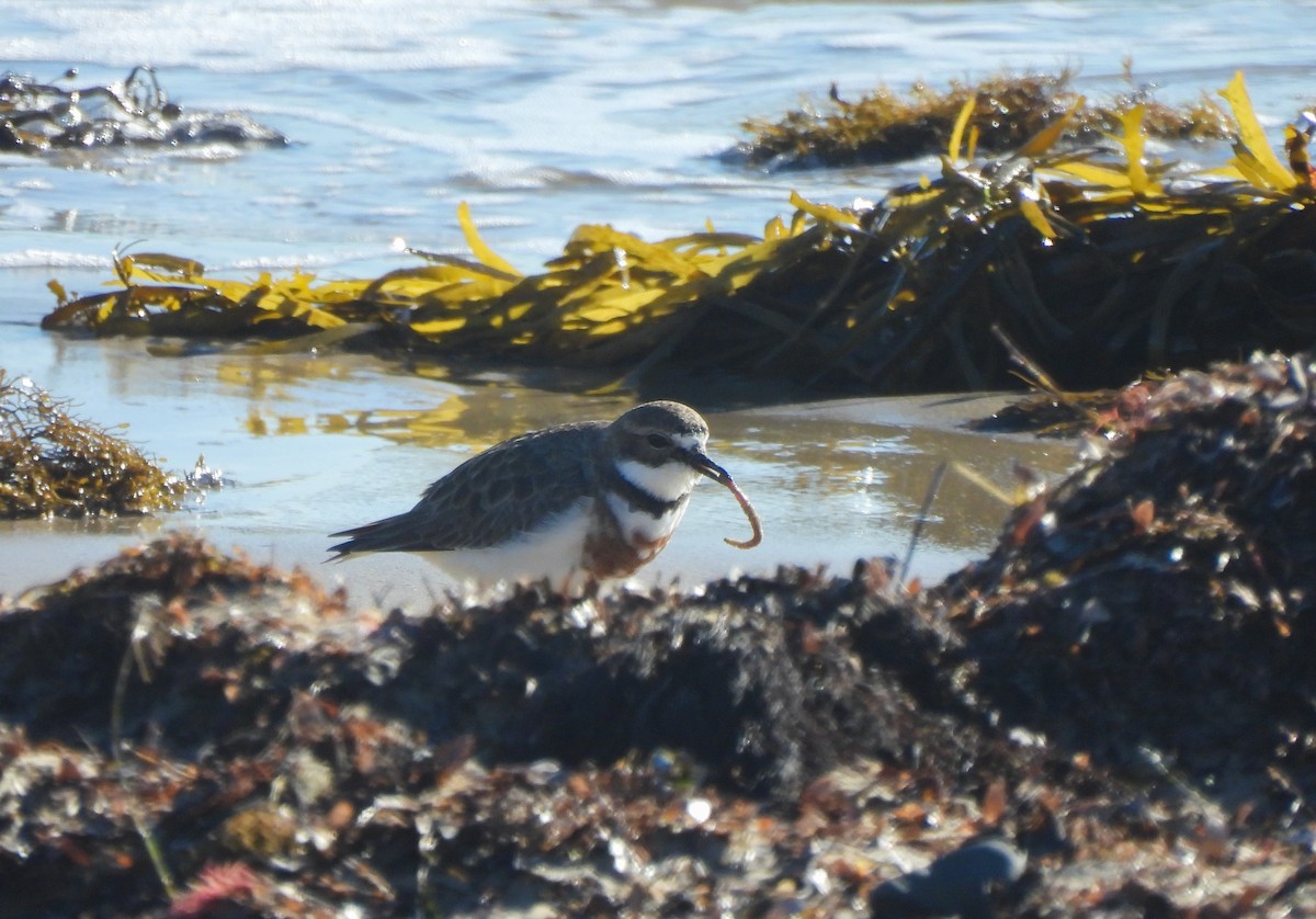 Double-banded Plover - ML639971853