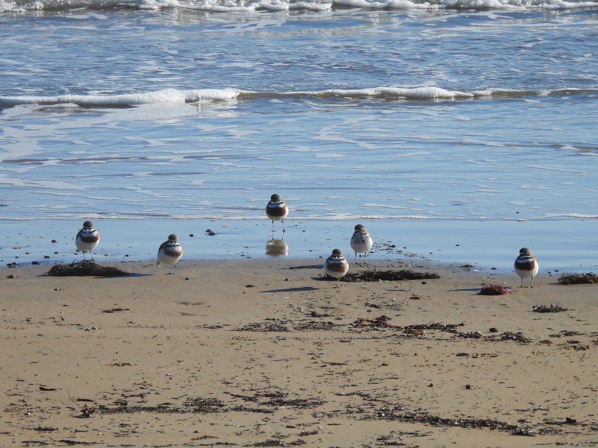 Double-banded Plover - ML639971854