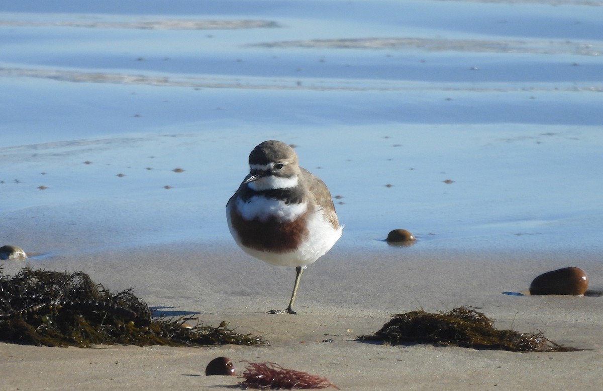 Double-banded Plover - ML639971856
