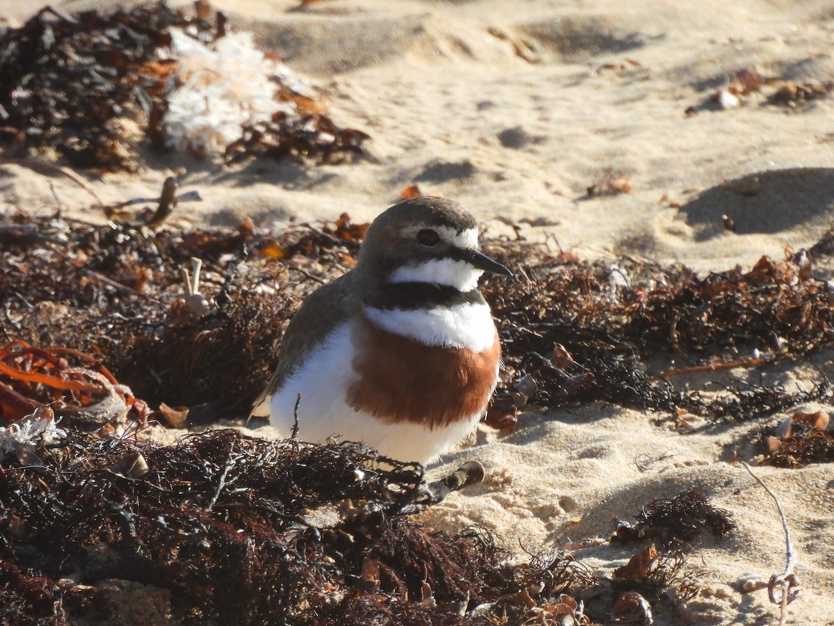 Double-banded Plover - ML639971867