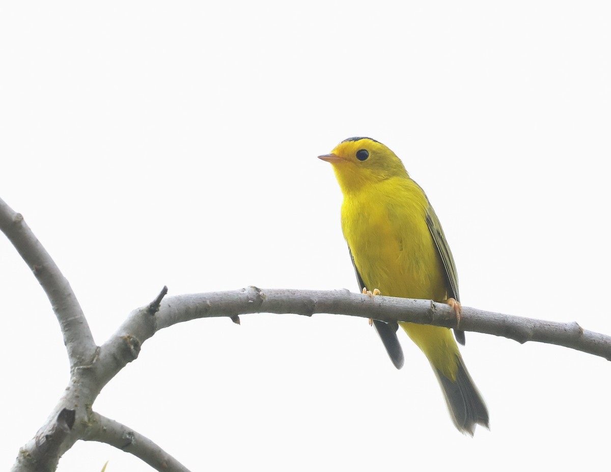 Wilson's Warbler - ML639971889