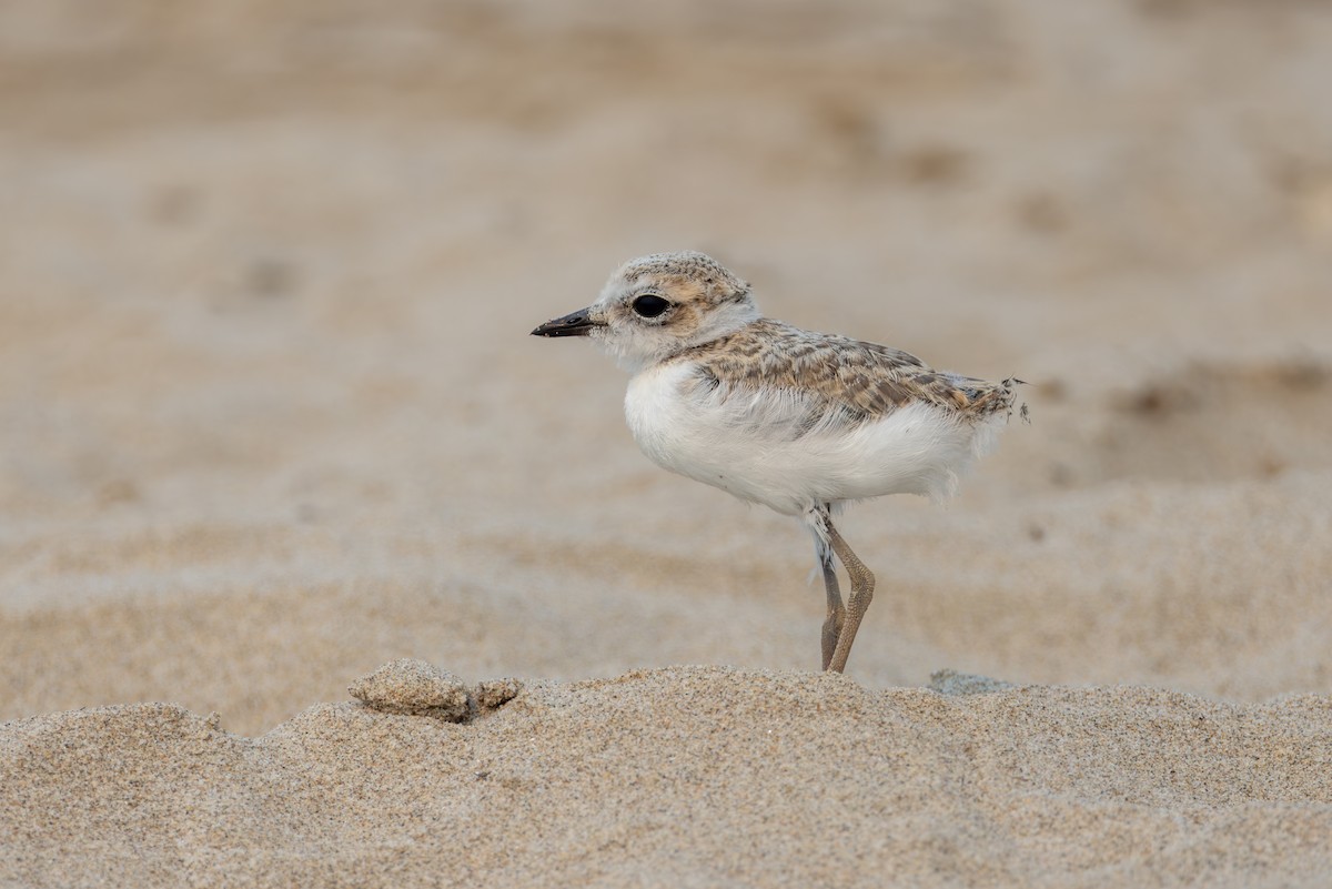 Snowy Plover - ML639971890