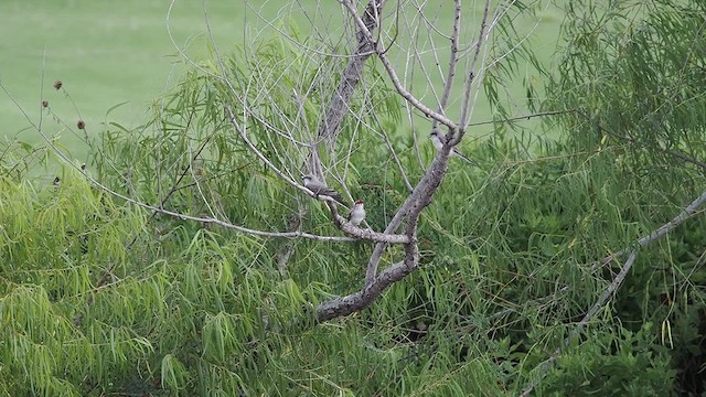 Gray Kingbird - ML639971930