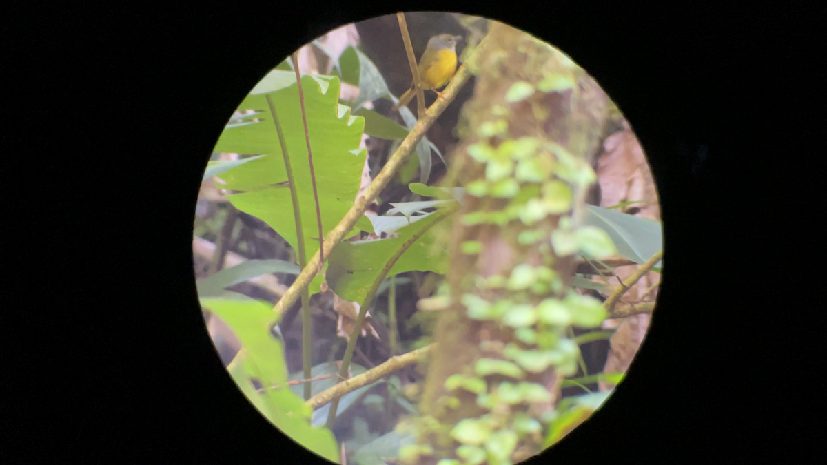 White-lored Warbler - ML639972033