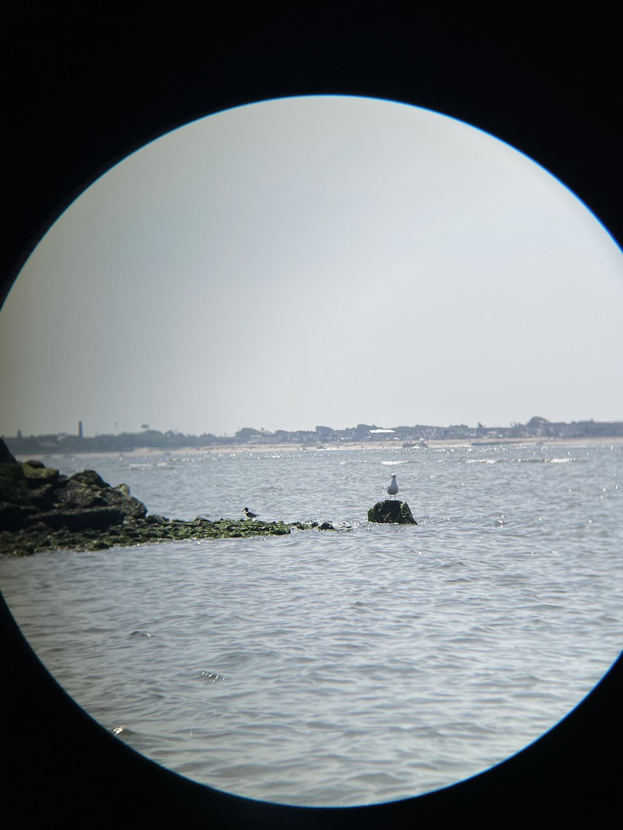 American Oystercatcher - ML639972059