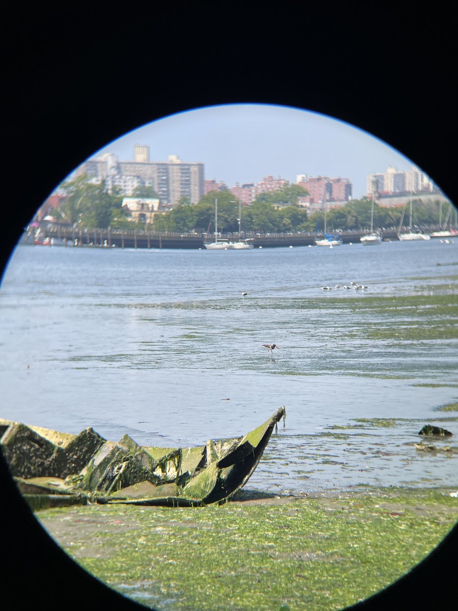 American Oystercatcher - ML639972060