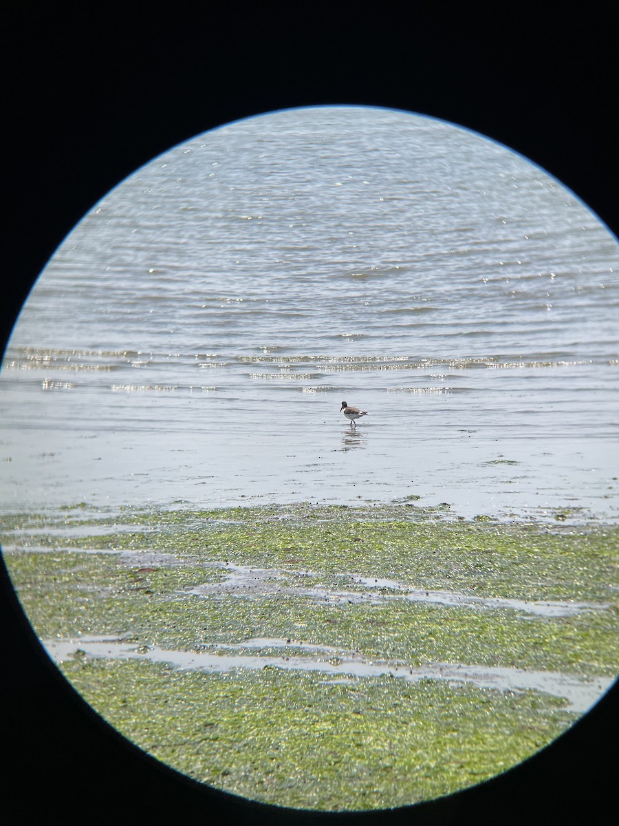 American Oystercatcher - ML639972061