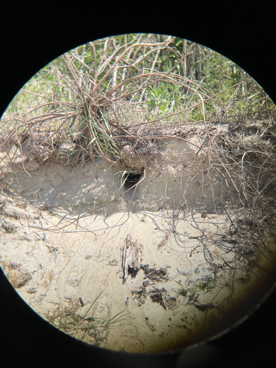 Bank Swallow - ML639972092