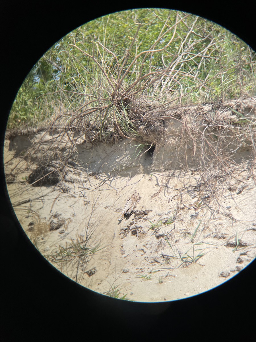 Bank Swallow - ML639972093