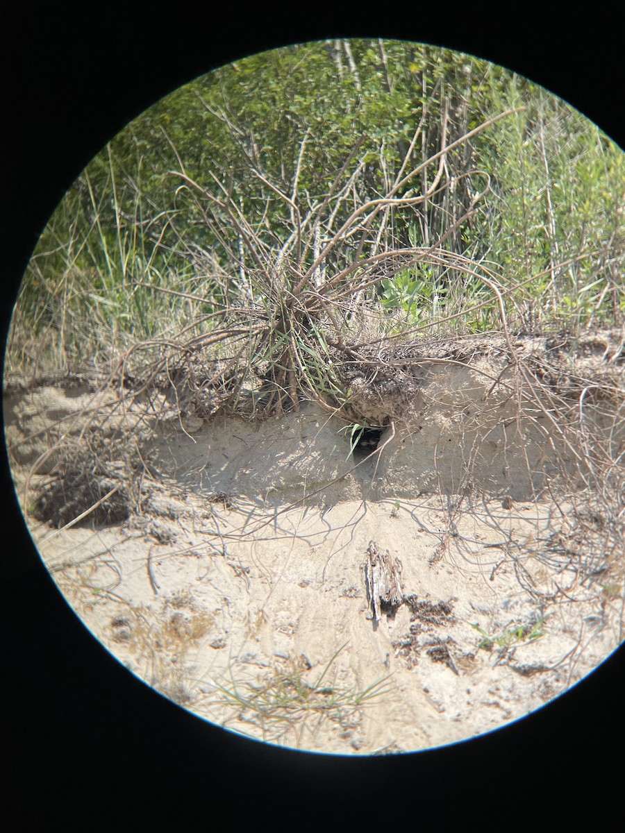 Bank Swallow - ML639972094