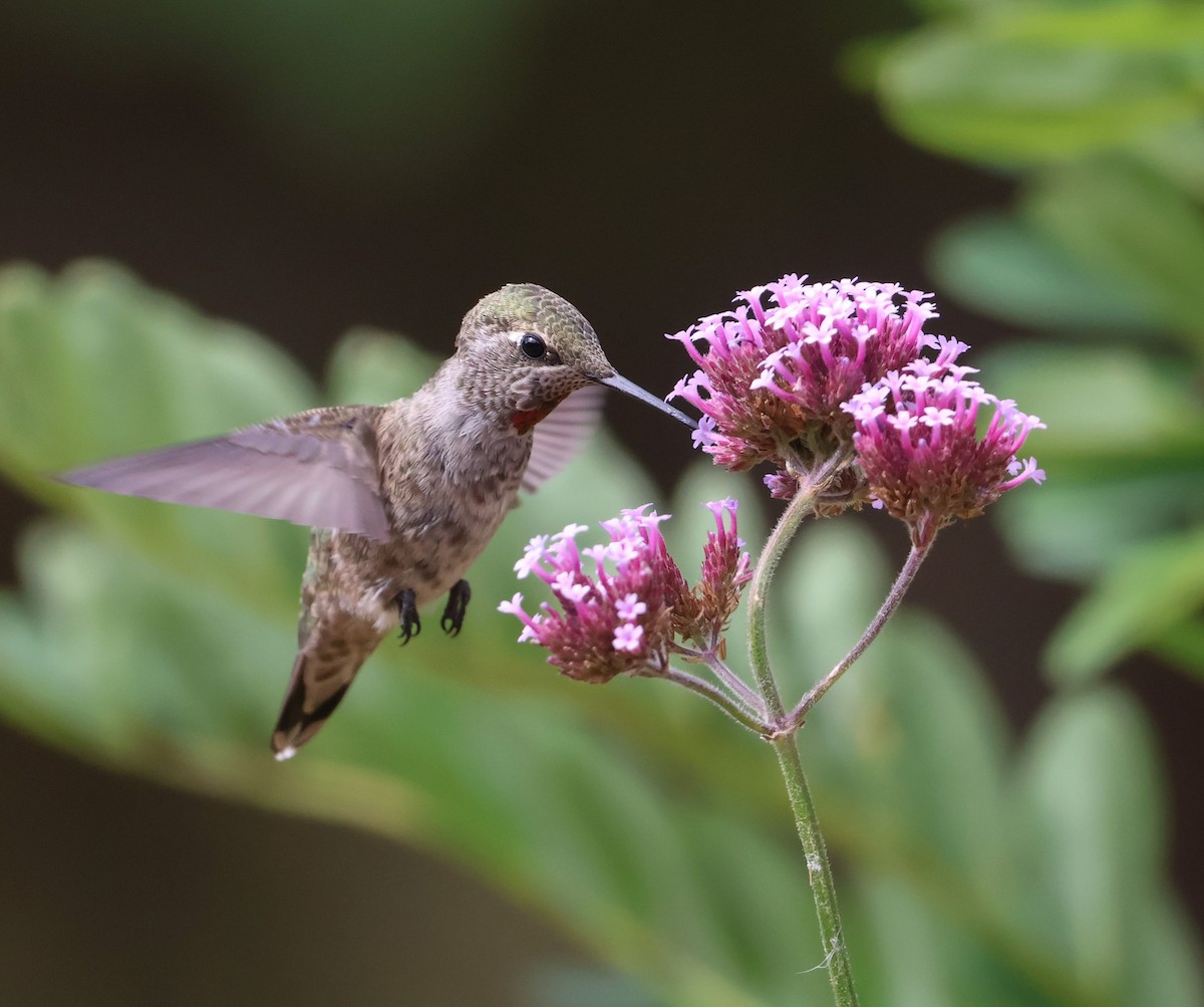 Anna's Hummingbird - ML639972095