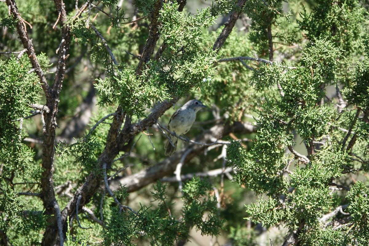 Gray Vireo - ML639972100
