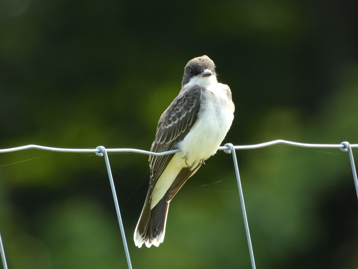 Eastern Kingbird - ML639972114
