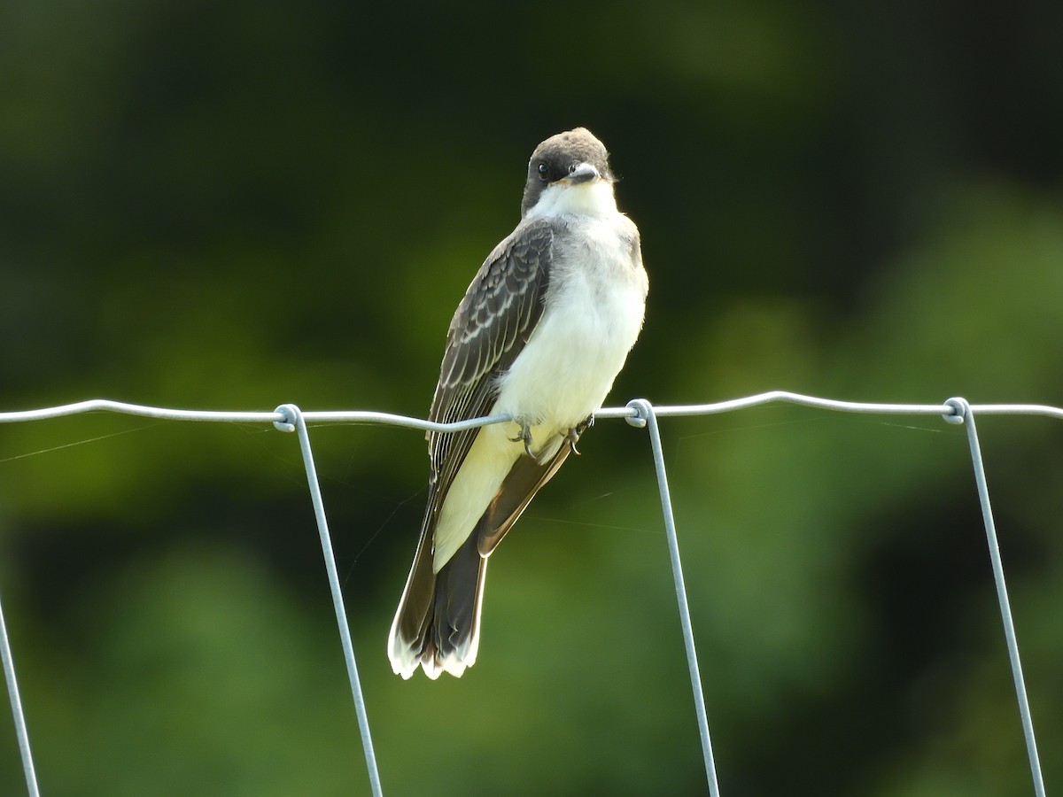Eastern Kingbird - ML639972116