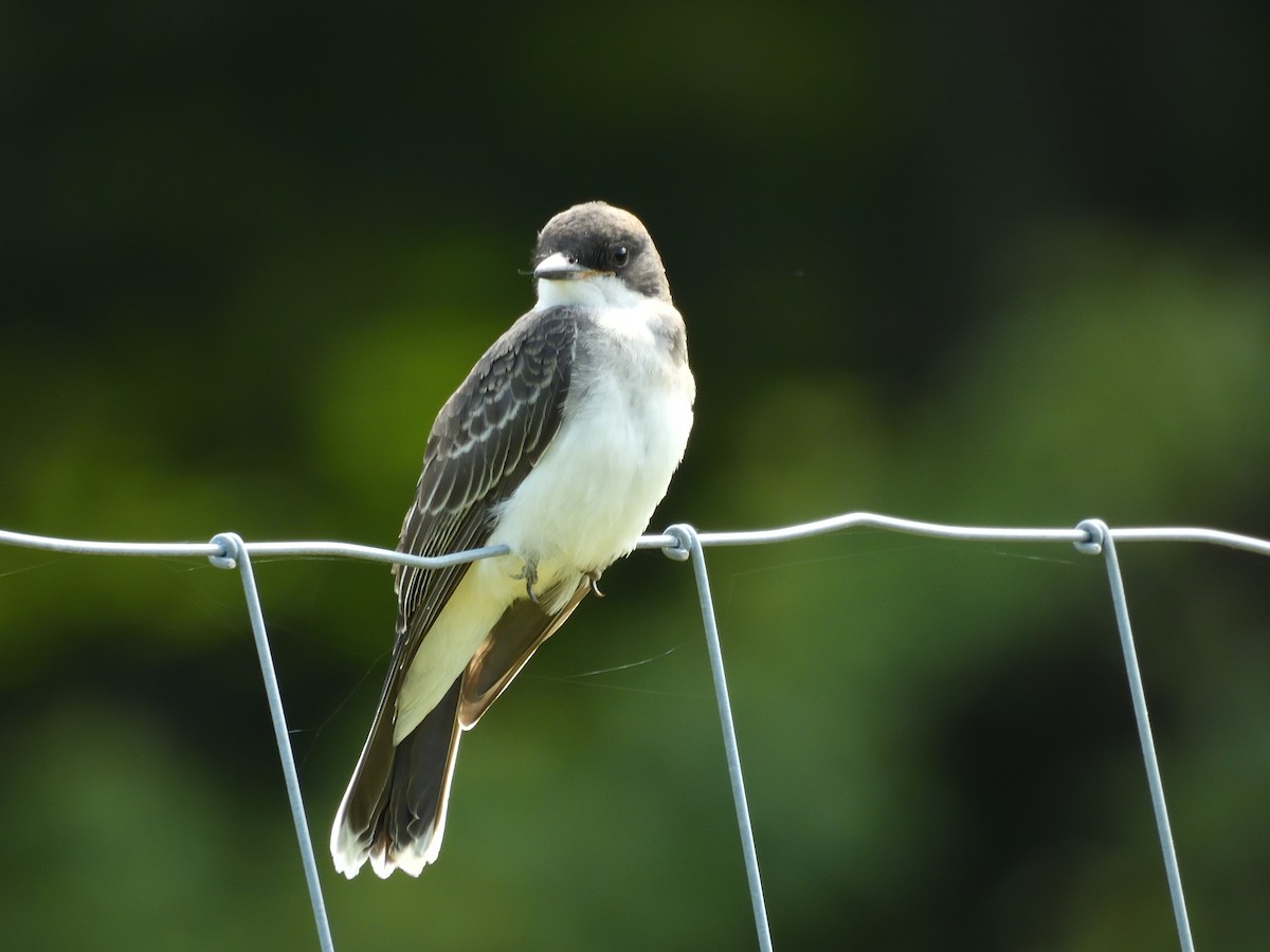 Eastern Kingbird - ML639972117