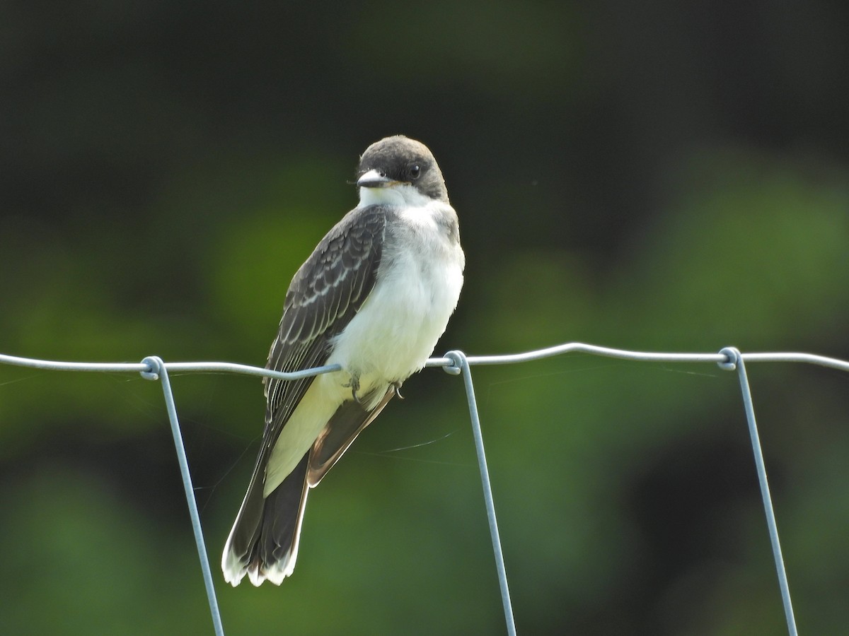 Eastern Kingbird - ML639972118