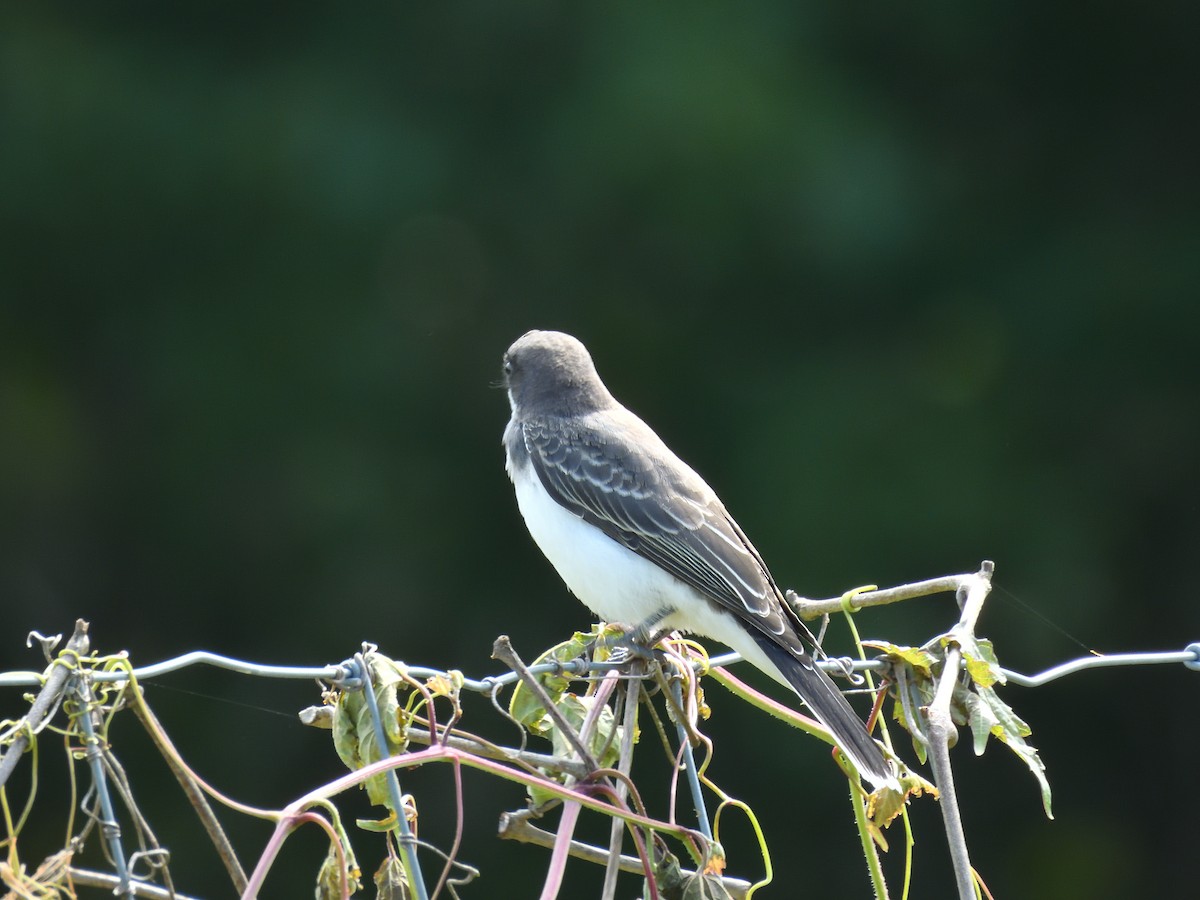 Eastern Kingbird - ML639972120